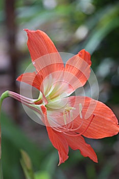 Orange star lily flower or Wan See Tit blooming