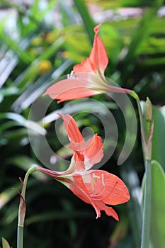 Orange star lily flower or Wan See Tit blooming