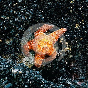 Orange starfish on a bed of mussels as the waves wash in and out of the Coast Guard Jetty in Monterey, California