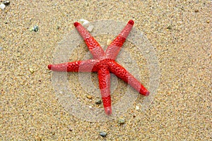 An almost orange starfish with five arms laying on a beach. White sand water\'s edge