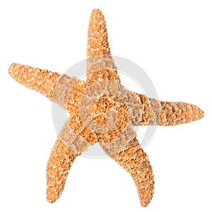 Orange starfish isolated on white