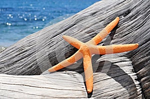 Orange starfish on an old washed-out tree trunk on the beach