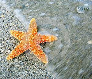 Orange starfish on sand