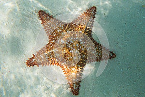 Orange sea star in the turquoise water