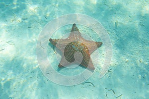 Orange sea star in the turquoise water