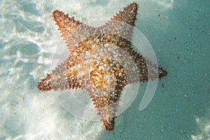 Orange sea star in the turquoise water