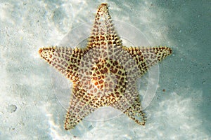 Orange sea star in the turquoise water