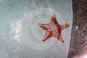 Orange starfish underwater on sand in a natural habitat