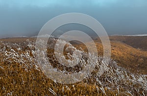 Orange steppe in the snow, hoarfrost.