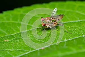 Orange Stilt-legged Fly - Compsobata univitta