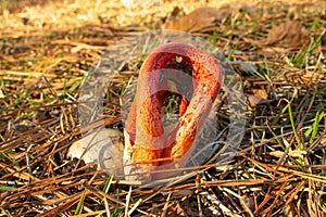 Orange stinkhorn mushroom emerging from its egg