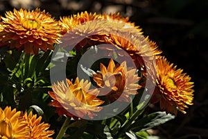 Orange strawflower plant flowers (xerochrysum bracteatum)