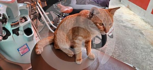 Orange-strayed cat sitting on the motorcycle seat