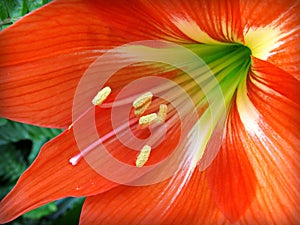Orange Striped Barbados Lily Close-up Macro