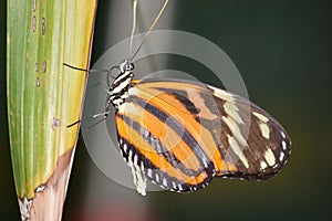 Oranžový pruhovaný motýl 