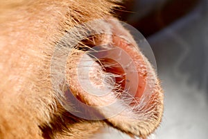 orange striped cat with wounded ear . High quality photo