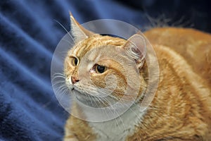 Orange striped foxy cat