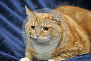 Orange striped foxy cat