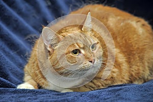 Orange striped foxy cat