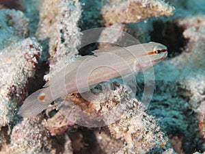 Orange-striped goby photo