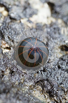 Orange striped green sea anemone diadumene lineata hiding in a shell