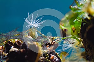 Orange striped green sea anemone, possibly Diadumene lineata, unique and funny marine creature, deathly predator, poison tentacles