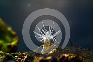 Orange striped green sea anemone, possibly Diadumene lineata, unusual marine creature, invasive deathly predator, venomous