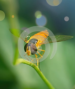 Orange striped hover fly