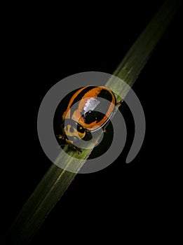 Orange Striped ladybug going to sleep