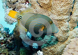 Orange-striped Triggerfish