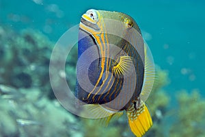 Orange-striped triggerfish (balistapus undulatus)