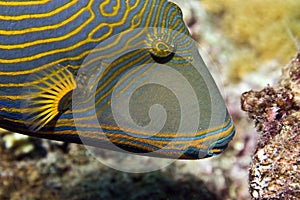 Orange-striped triggerfish (balistapus undulatus)