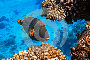 Orange-striped triggerfish Balistapus undulatus , coral fish in the coral reef