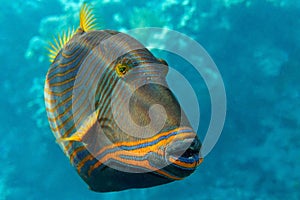 Orange-striped triggerfish Balistapus undulatus , coral fish in the coral reef