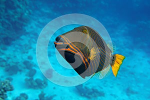 Orange-striped triggerfish Balistapus undulatus , coral fish in the coral reef