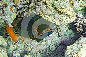 Orange-striped triggerfish Balistapus undulatus , coral fish in the coral reef
