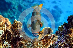 Orange-striped triggerfish Balistapus undulatus , coral fish in the coral reef