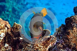 Orange-striped triggerfish Balistapus undulatus , coral fish in the coral reef