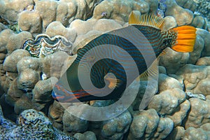 Orange-striped triggerfish Balistapus undulatus , coral fish in the coral reef