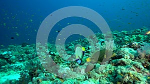 Orange-striped Triggerfish Balistapus undulatus and Emperior angelfish Pomacanthus imperator in coral of Red sea