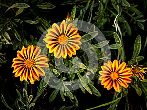 Orange Striped Yellow Treasure flowers