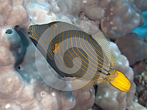 Orange-stripped triggerfish