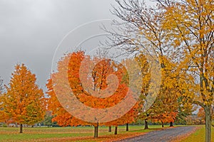 orange sugar maple trees lining driveway or road