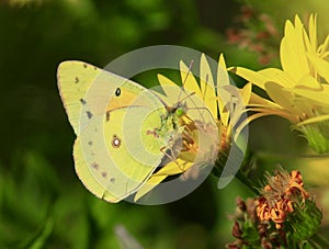 Orange sulphur butterfly photo
