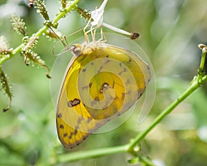 Orange Sulphur Butterfly