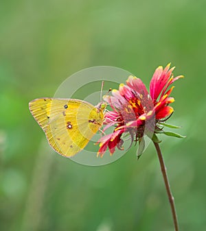 Orange Sulphur Butterfly feeding on Indian Blanket Flower