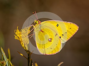 Orange Sulphur Butterfly Nectaring