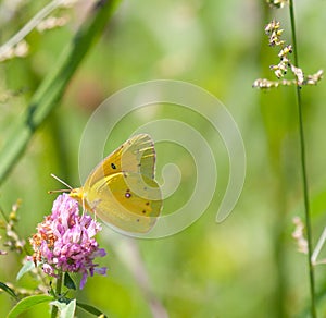 Orange Sulphur on Red Clover