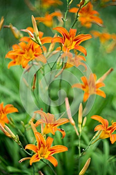 Orange summer day-lily flowers in garden