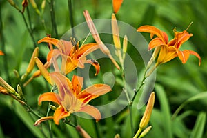 Orange summer day-lily flowers in garden